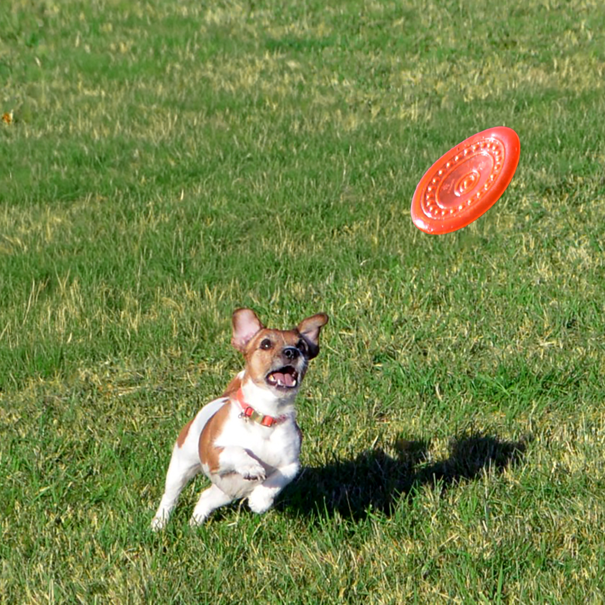Wurfscheibe für Hunde
